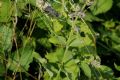 Salvia verticillata